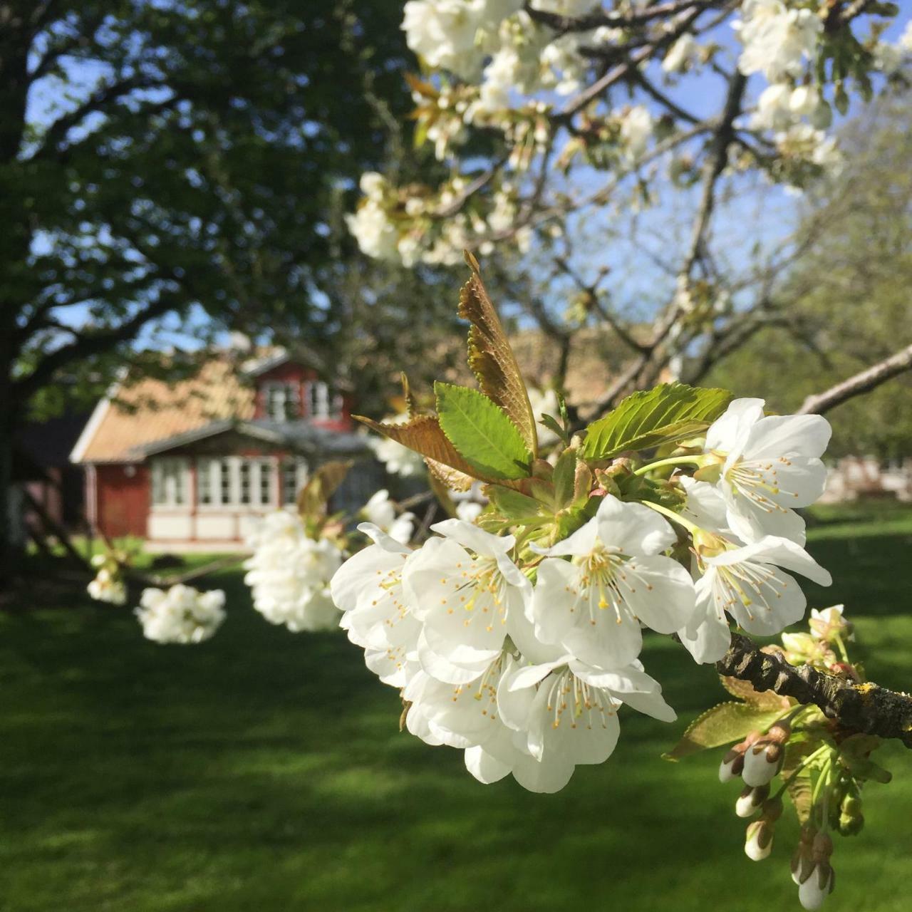 Soeder Countryhouse & Kitchen Båstad Εξωτερικό φωτογραφία